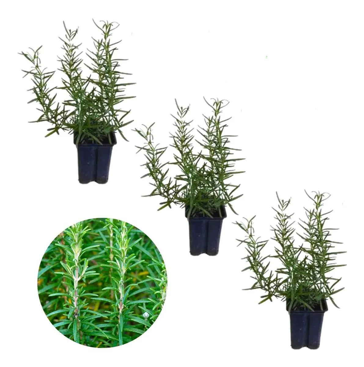 Kit Mudas Aromáticas (3 unidades)