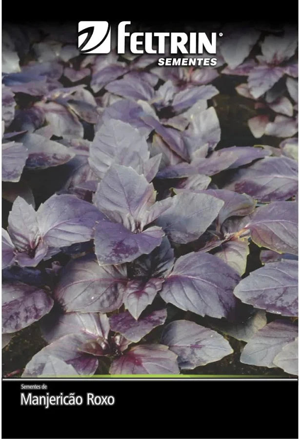 Sementes Manjericão Roxo